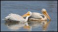 _3SB6059 american white pelicans